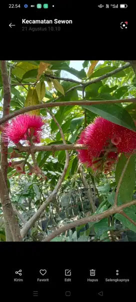 Bibit buah JAMBU JAMAIKA