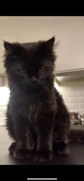 KUCING NORWAY PERSIAN JANTAN