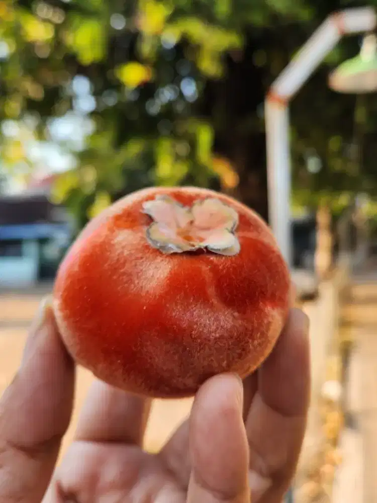 DICARI PENGASUH ANAK PP