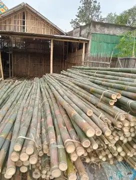 Bambu esteger buat bangunan proyek panjang 6 meter