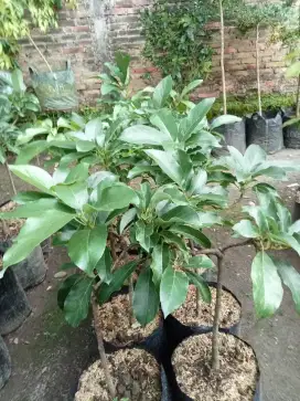 Bibit pohon ALPUKAT KENDIL, ALIGATOR, MENTEGA, HASS,KELUD DLL
