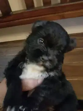 Shitzu mix Maltese