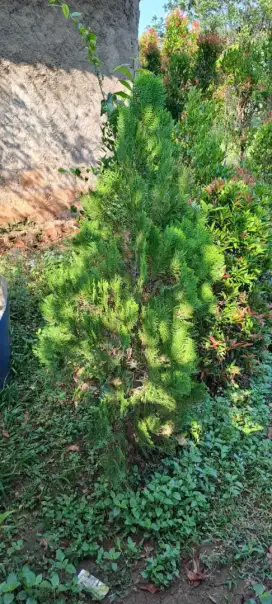 Pohon Cemara Kipas