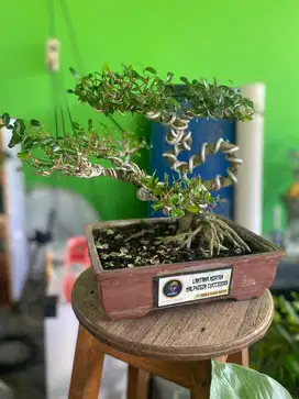 bonsai lantana mirten