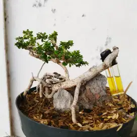 Bonsai Sancang Mame