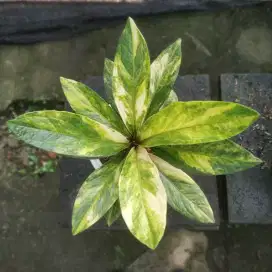 Anthurium Jemani Tornado Varigata