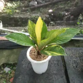 Anthurium Jemani Tornado Varigata