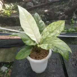 Anthurium Hookery Varigata Polkadot