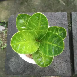 Anthurium Mangkok Kaisar