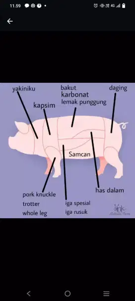 Jual Babi organik
