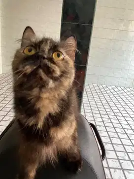 Kucing usia 12bln