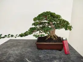 Bonsai sancang Ori