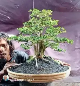 bonsai sisir kaliage raft