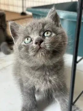 Kucing kitten BSH British Shorthair blue solid