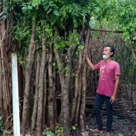 jual pohon Angsana