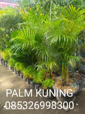 Tanaman hias PALM KUNING