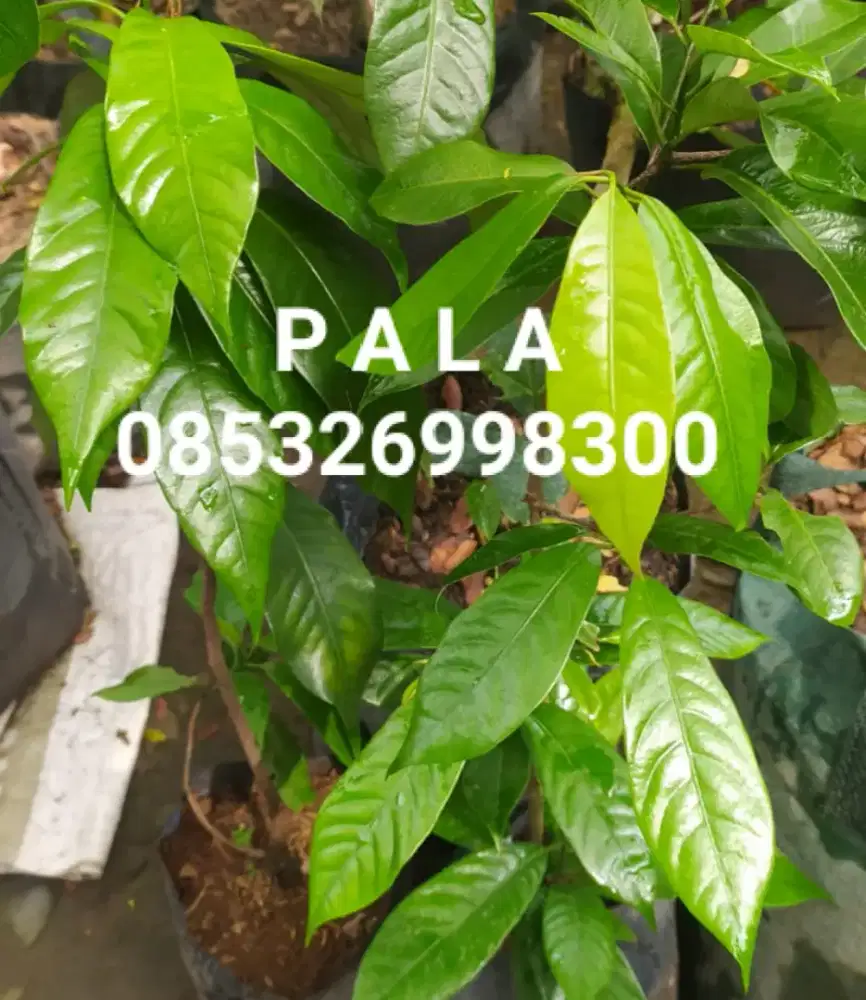 Jual Pohon PALA