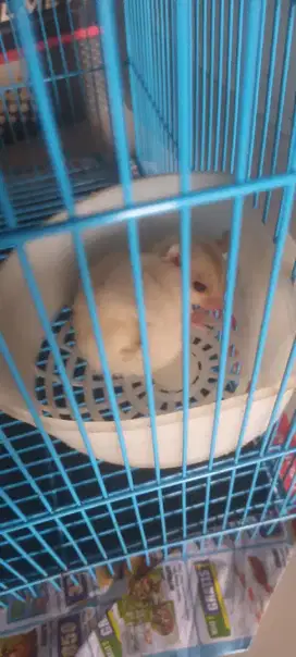 Dijual Sugar Glider Betina Creamos(Creamino Platmos)