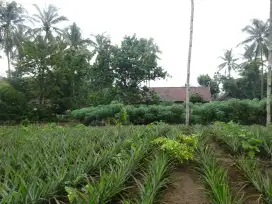 Dijual Sawah Murah