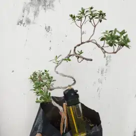 Bonsai Koleksi Murah
