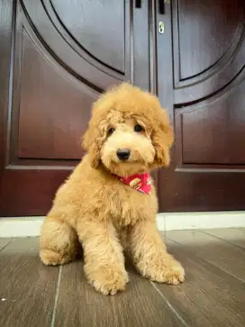 poddle jantan dob 5 Juli