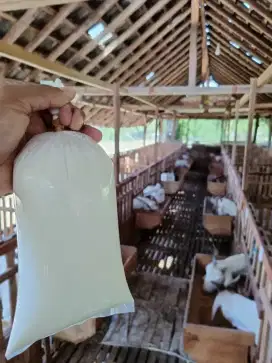 Susu Kambing Murni