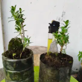 Bonsai Mame Sancang Santigi Bucida