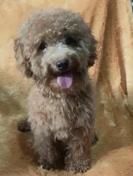 DI JUAL MURAH TOY POODLE JANTAN STAMBUM KUALITAS BAGUS