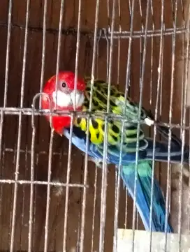 Burung parkit Rosella