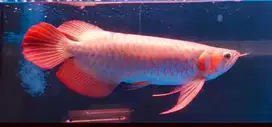 Ikan Arwana Super Red SR special kontes