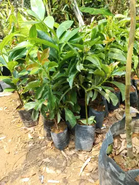 Bibit buah alpukat aligator
