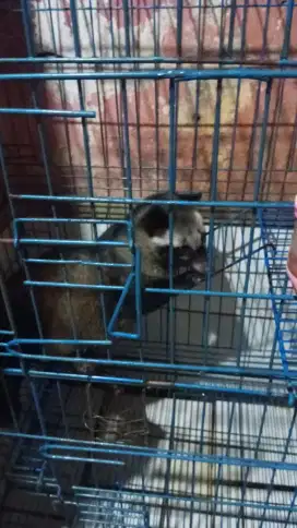 Dijual musang pandan