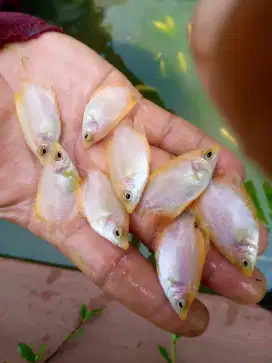Jual bibit ikan gurame padang uk jari tangan