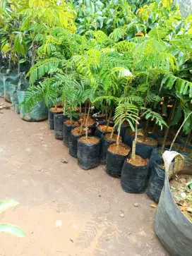 Bibit Tanaman Pete