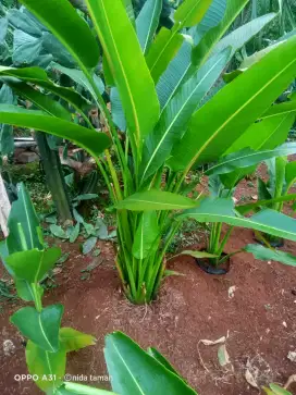 Jual pohon hias pisang kipas