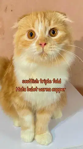 Kucing  Scottish fold triple highland scottish fold fortune cat