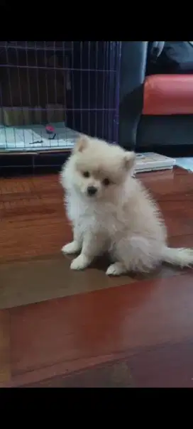 Puppy MiniPom Superminipom Jantan Betina Cantik Murah