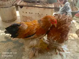 Ayam brahma buff