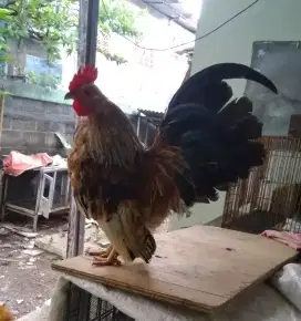 Ayam jantan Kate hias