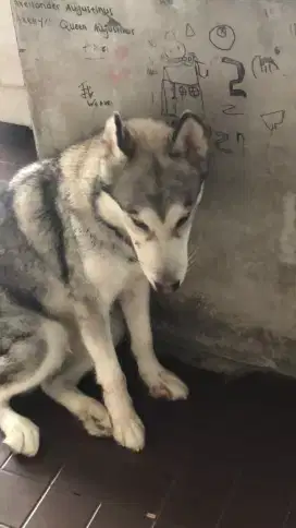 alaskan malamute