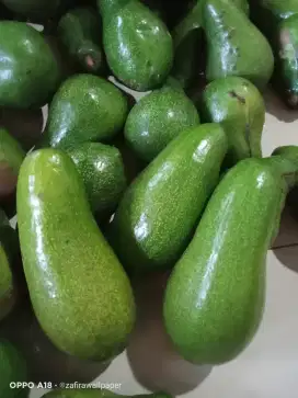 Alpukat mentega jumbo