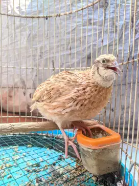 Burung Puyuh Albino