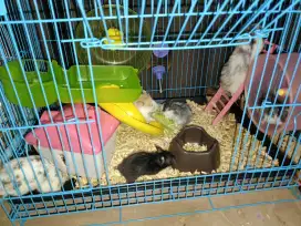 Hamster Syrian Long Hair & Short Hair (All Type) + Serbuk kayu + Pasir