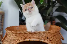 Munchkin Minuet Peaknose Exotic Shorthair