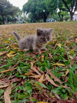 Kucing Kitten Munchkin Persia Betina