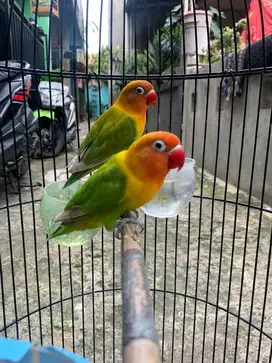 Jual berbagai lovebird