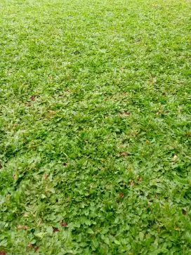 Jual rumput gajah mini