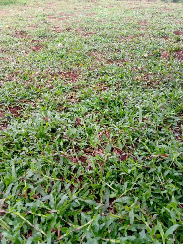 Jual rumput gajah biasa/gajah paitan