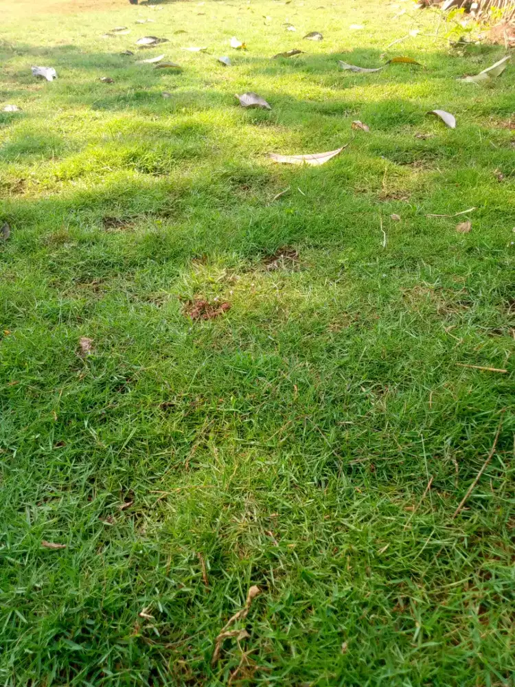 Jual rumput jepang