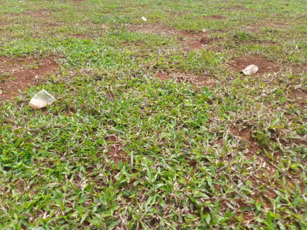 Jual rumput gajah paitan